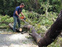Best Commercial Tree Services  in Battle Creek, NE