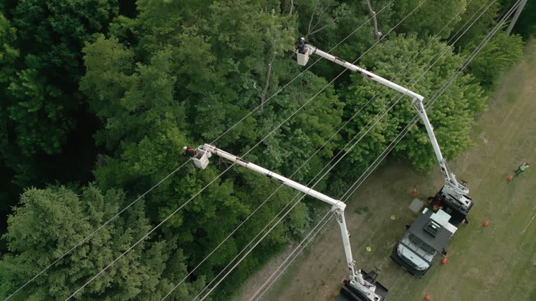 Best Commercial Tree Services  in Battle Creek, NE